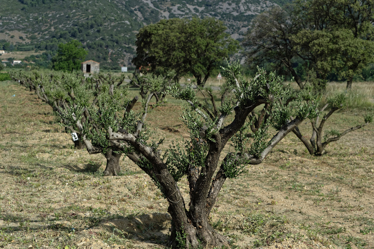Jeune olivier d'Aniane